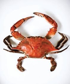 Crab