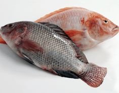 Tilapia